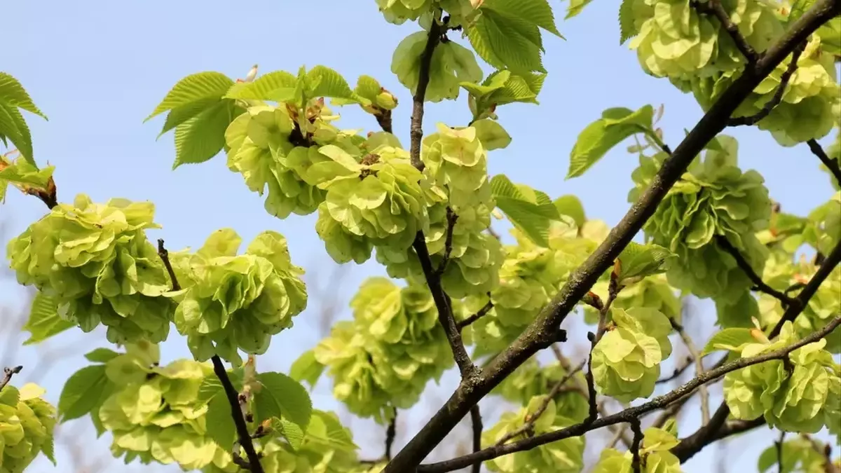 Goldulmen pflegen: Schnitttechniken für einen prächtigen Baum