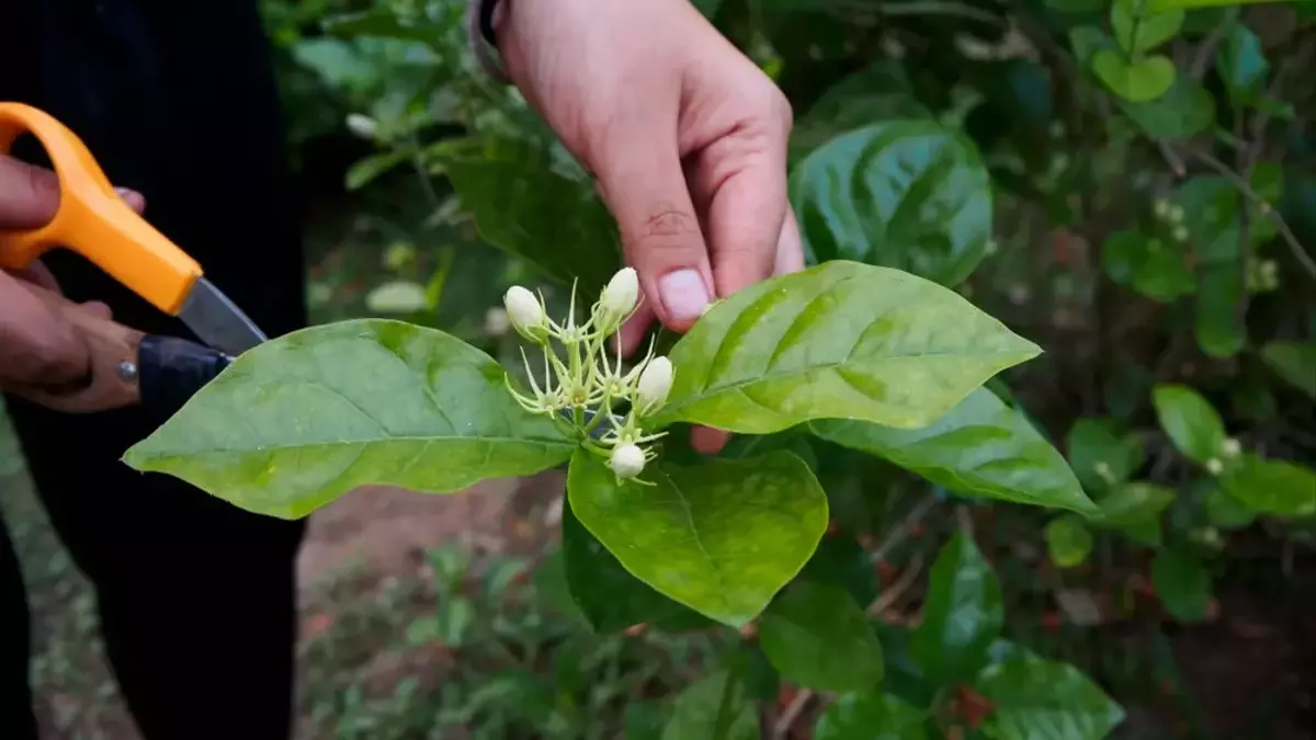 Winterjasmin: Schnitttechniken für eine üppige Blüte