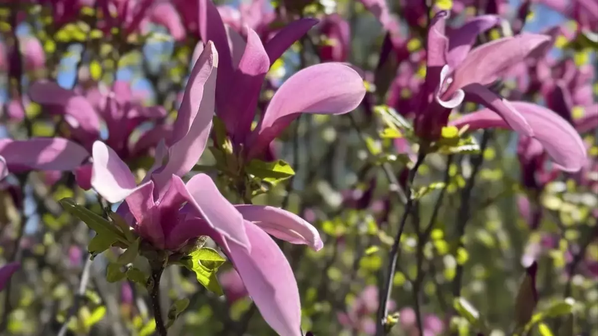 Geheimnisse der Magnolienblüte: Ursachen und L￶sungen für ausbleibende Pracht