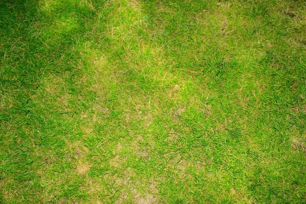 Warum Ihr Neuer Rasen Gelb Wird und Wie Sie Ihn Retten Können