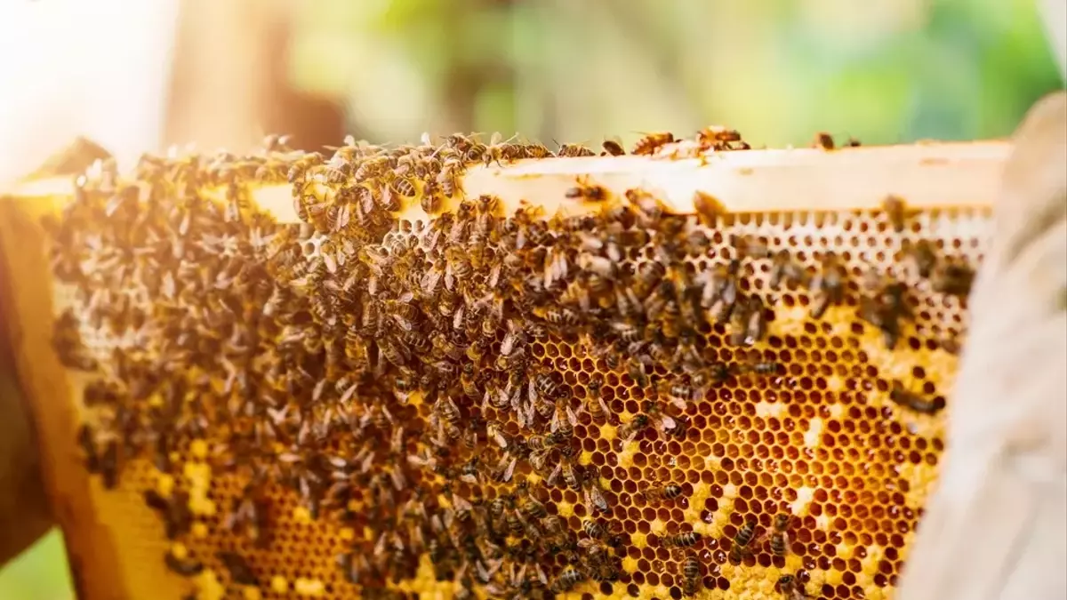 Das Bienenvolk im eigenen Garten: Ein Gewinn für Natur und Hobby