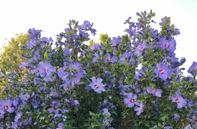 Optimale Pflege: Wann und wie Sie Ihren Hibiskus schneiden sollten