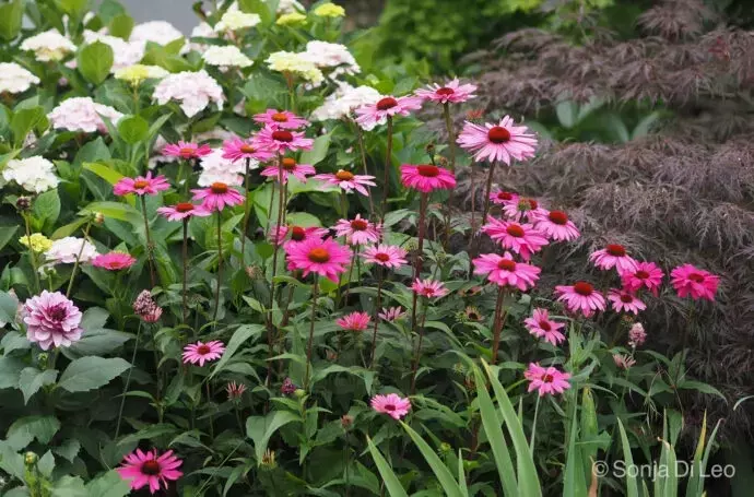 Beeindruckende Gartenstauden: Majestätische Pflanzen für eine prächtige Gartengestaltung