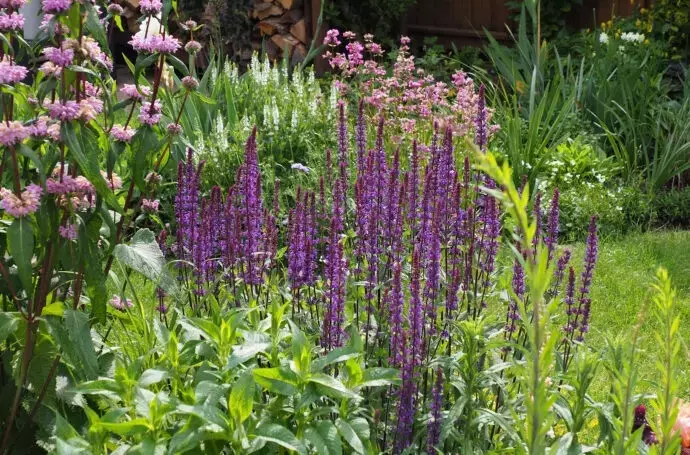 Kreative Staudenarrangements für jeden Gartenbereich