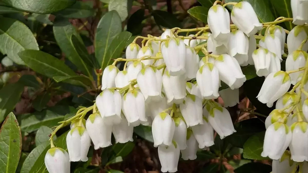 Maiglöckchen im Garten: Effektive und sichere Entfernung