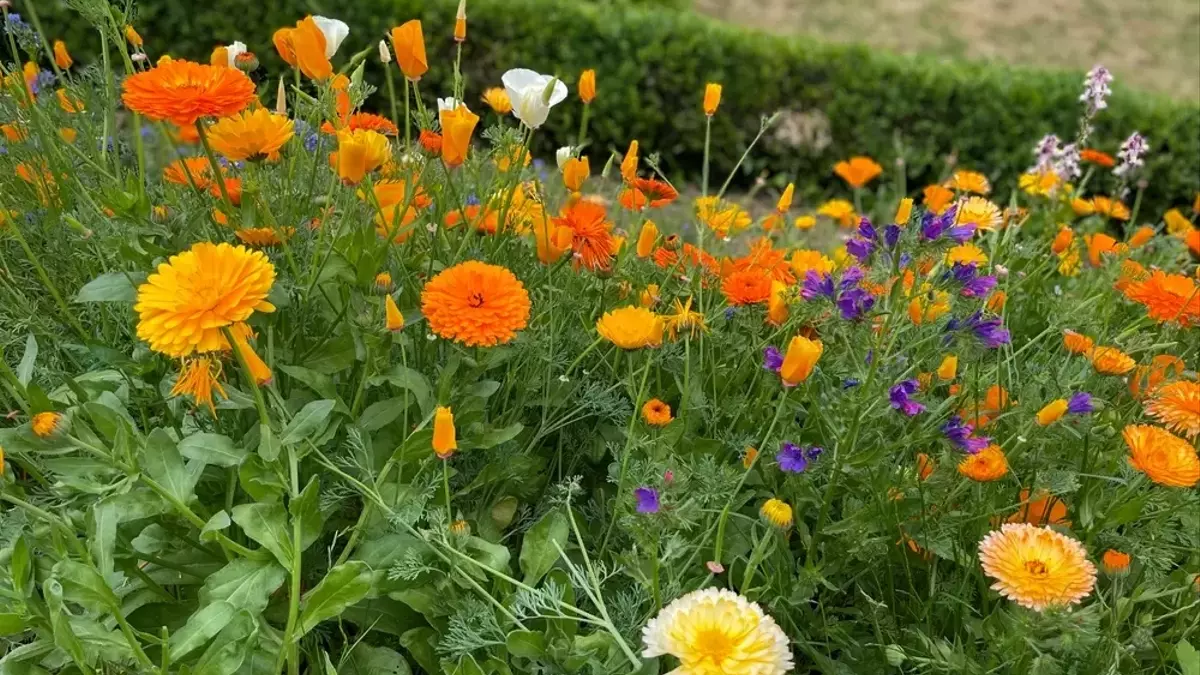 Bienenparadies im eigenen Garten: Eine Blumenwiese ohne Umgraben anlegen