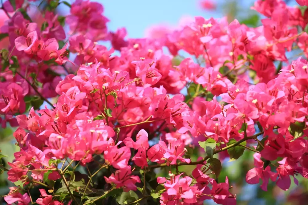Bougainvillea-Pflege mit Kaffeesatz: Ein umfassender Leitfaden