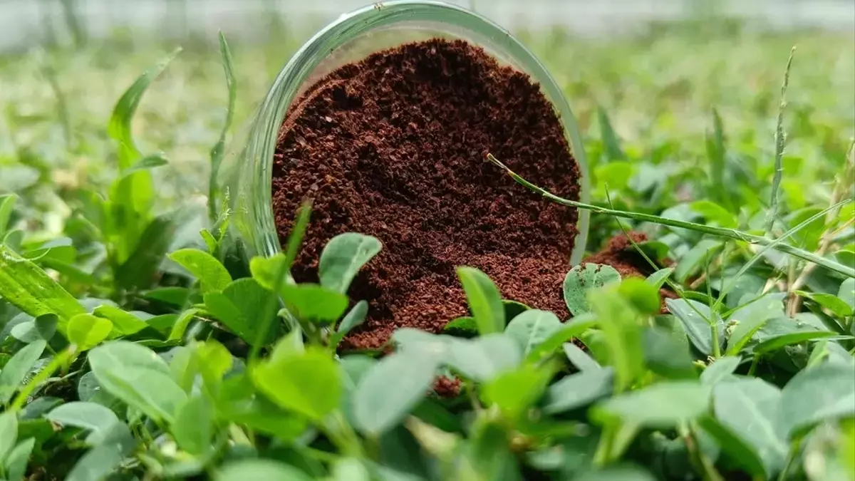 Kaffeesatz als umweltfreundliche Waffe gegen Giersch im Garten
