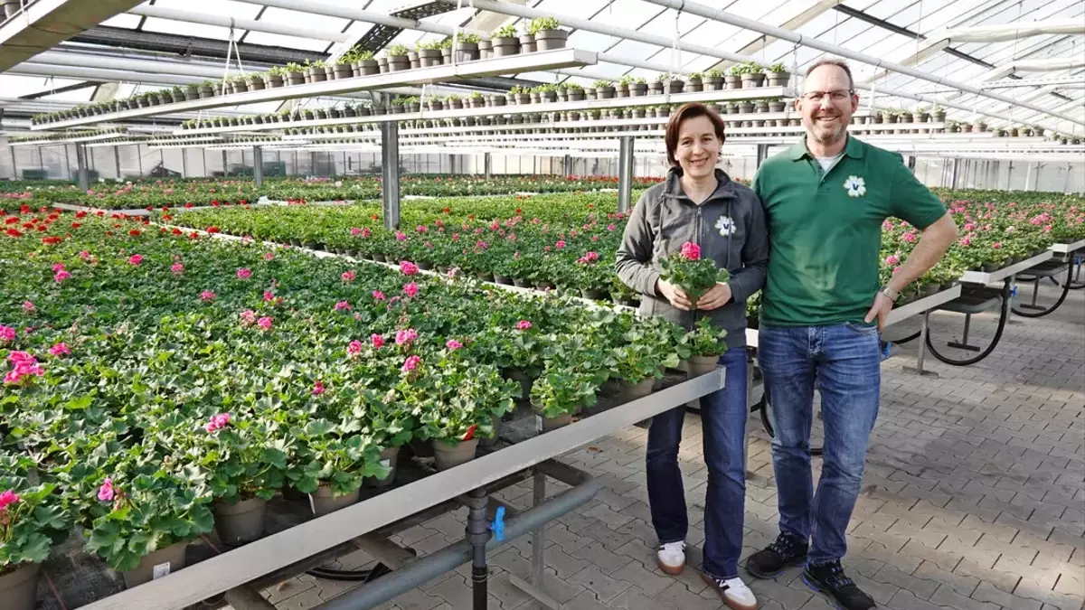 Die Gärtnerei Venneker: Pelargonien als Schlüssel zum Erfolg im Handel
