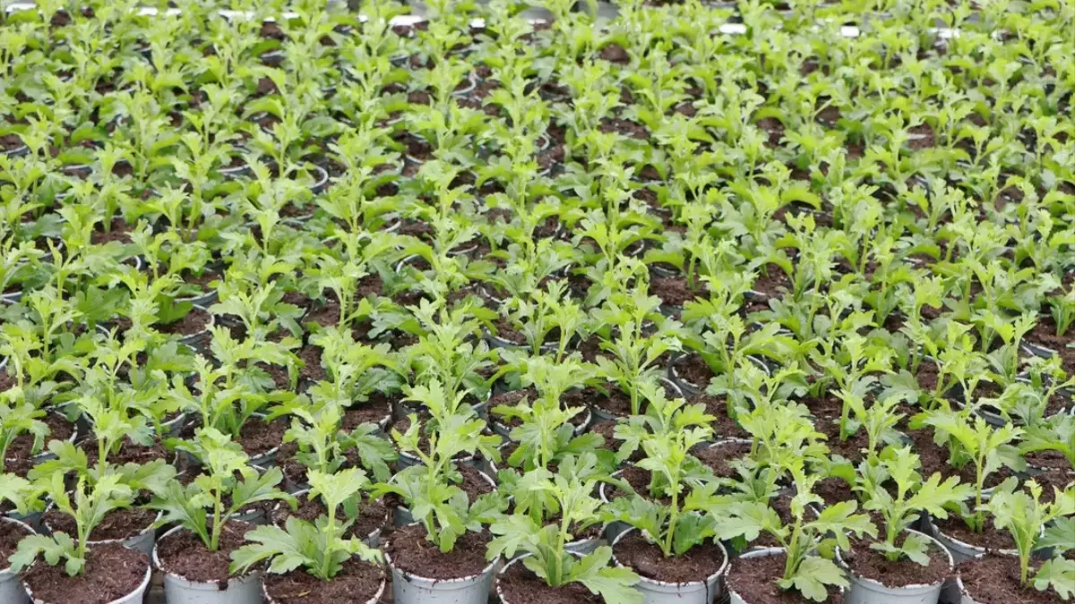 Praxisnahe Umsetzung der Torfreduktion im Gartenbau