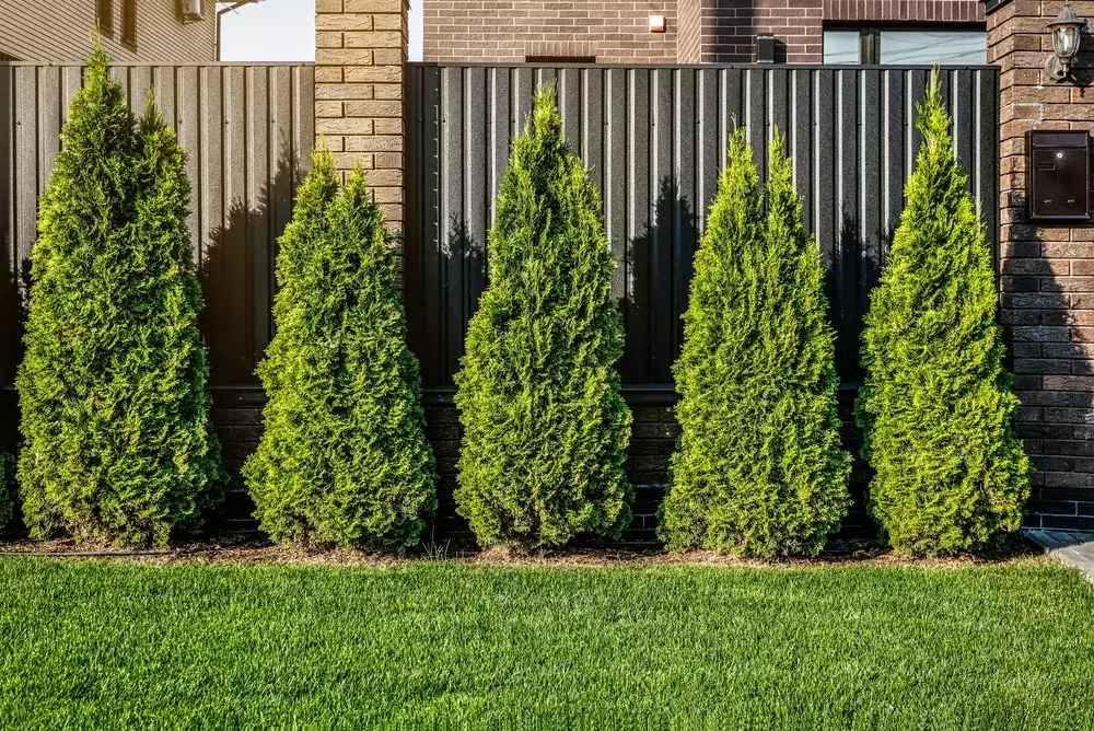Thuja-Hecken richtig düngen: Blaukorn – Segen oder Gefahr?