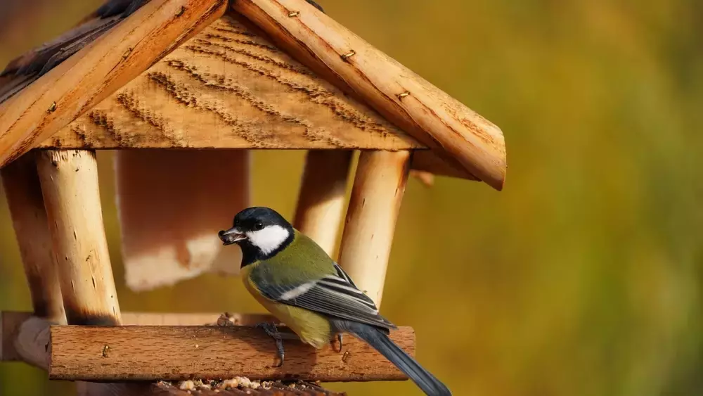 Optimale Vogelernährung im Garten: Auswahl und Bedeutung der richtigen Futtermischungen