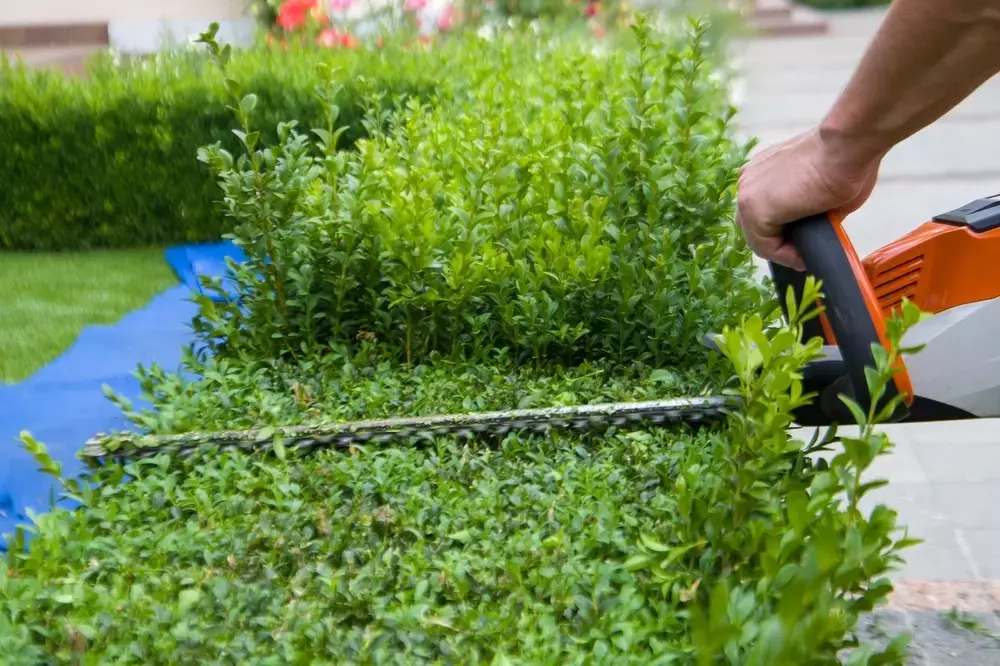 Heckenschnitt: Zeitpunkt, Technik und Pflege für eine gesunde Hecke