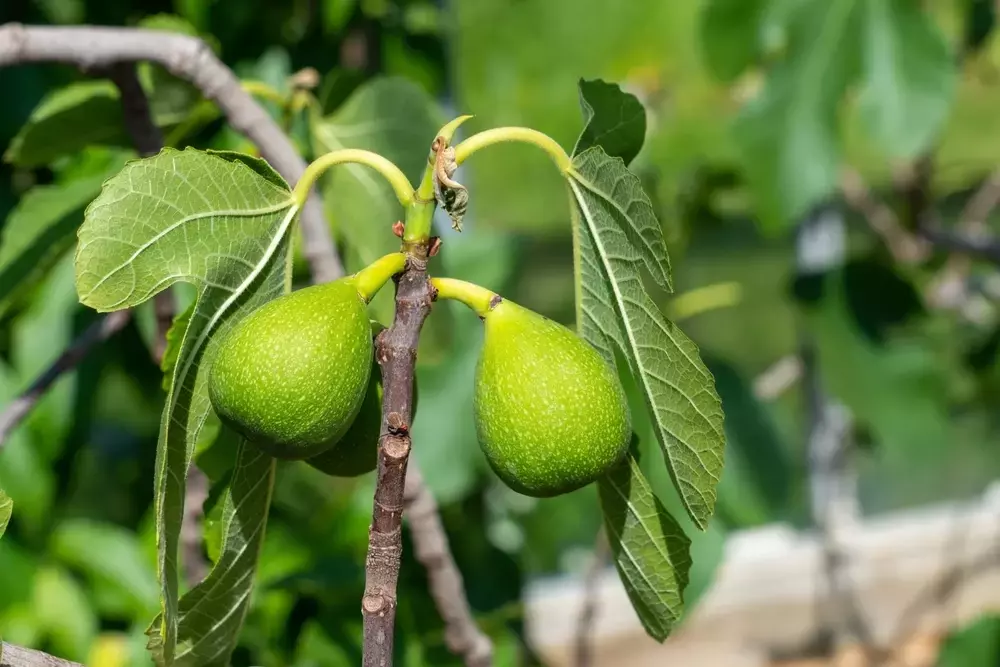 Gelbe Blätter am Feigenbaum: Ursachen erkennen und gezielt handeln