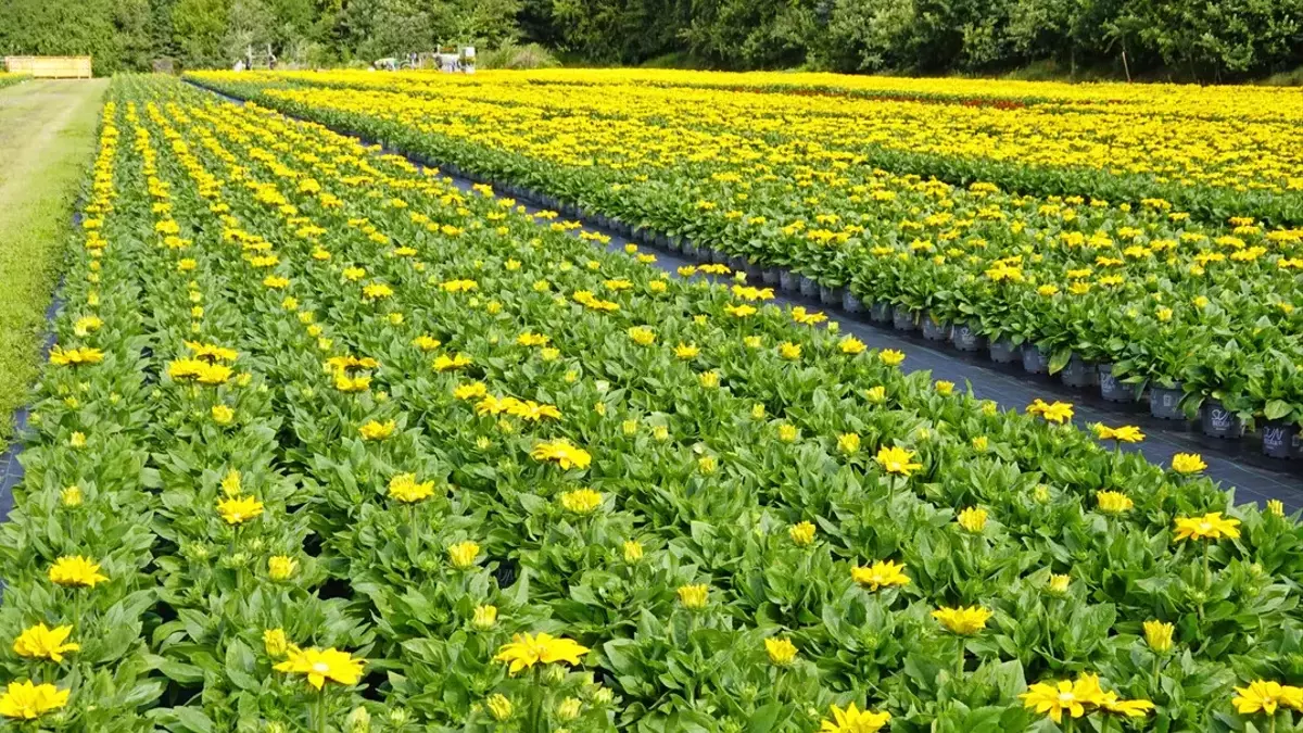 Deutsche Gartenbaubranche 2026: Ein kritischer Blick zur Jahresmitte
