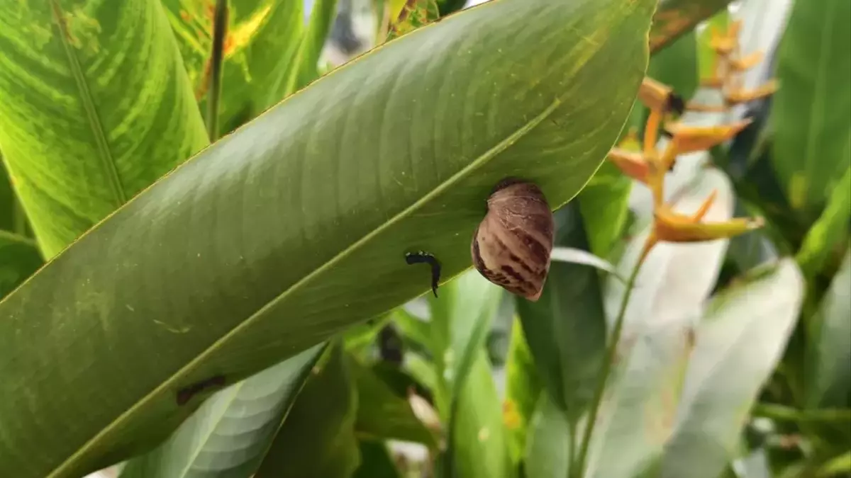 Förderung von Nützlingen im Garten: Ein Leitfaden für ein natürliches Schädlingsmanagement