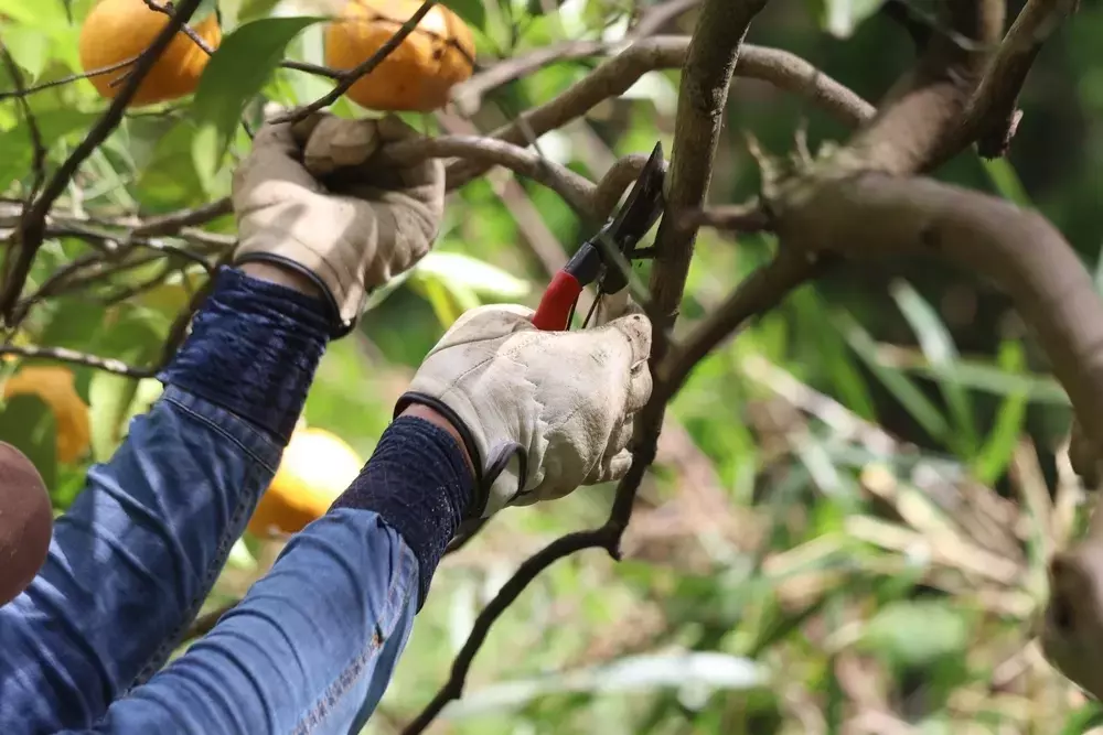Baumgesundheit im Garten: Wann ist professionelle Hilfe unverzichtbar?