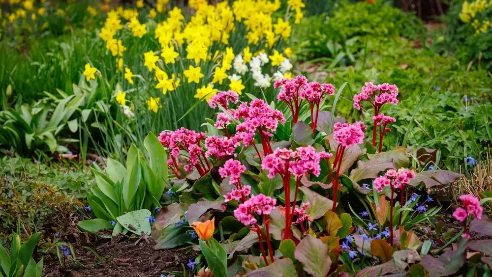 Gartenpracht: So verwandeln Sie Ihren Garten in ein leuchtendes Farbenmeer