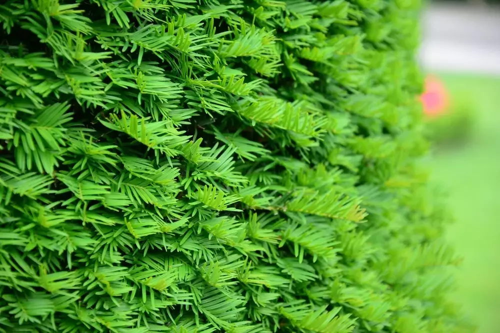 Innovative Sichtschutz-Hecken: Grüne Alternativen für Thuja und Kirschlorbeer