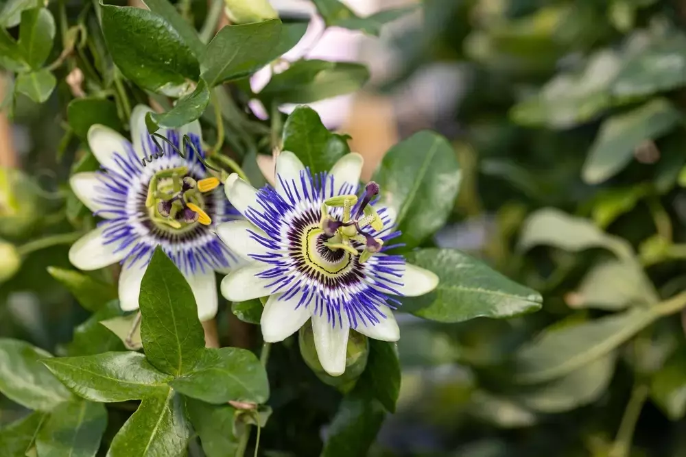 Passionsblume ohne Blütenpracht: Ursachenforschung und Handlungsempfehlungen