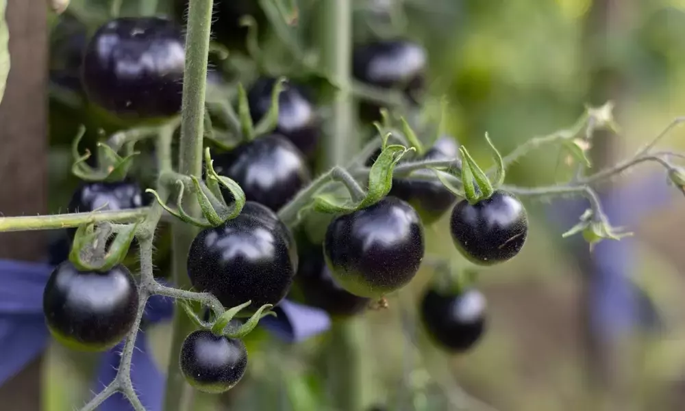 Schwarze Tomaten: Gefahren und Genuss in der Küche