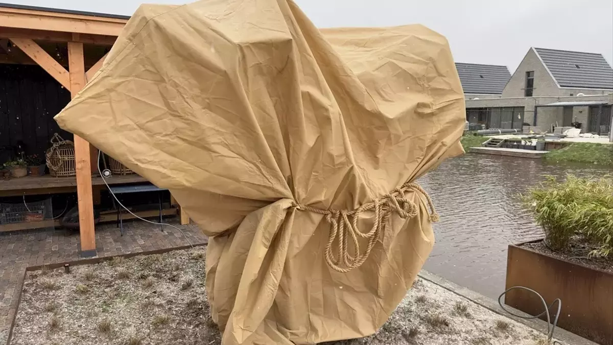 Sichere Überwinterung des Olivenbaums im Freien