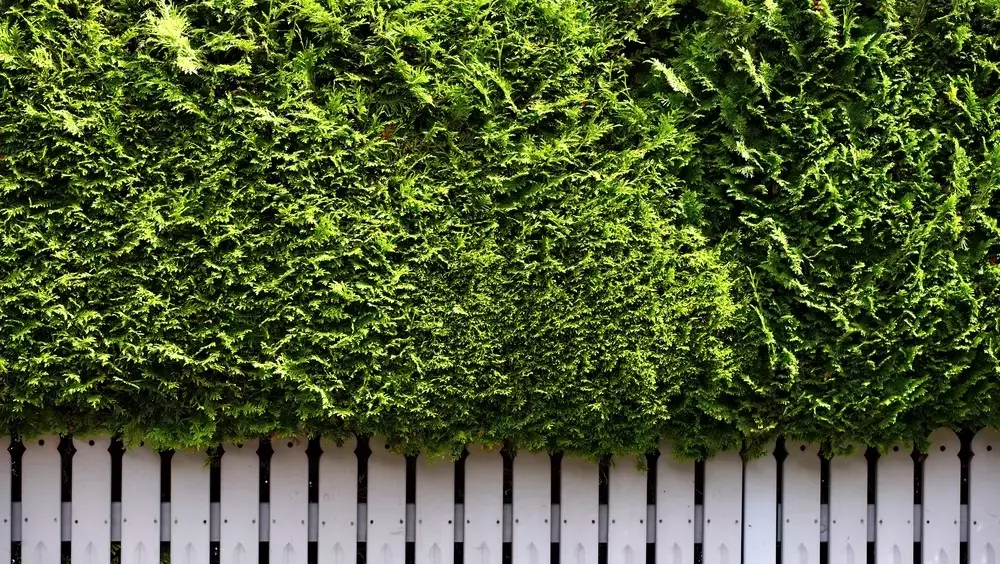 Thuja-Hecke richtig pflegen: Anleitung für den perfekten Rückschnitt