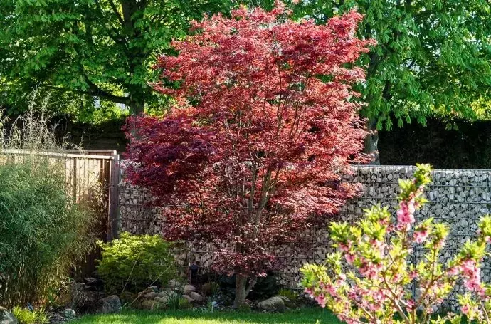 Mini-Bäume für den kompakten Garten: Zehn reizvolle Arten