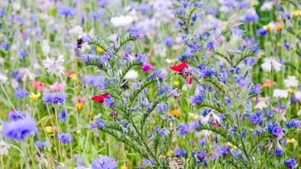 Unternehmens-Biodiversität: Erfolgreiche Praxisbeispiele für mehr Artenvielfalt