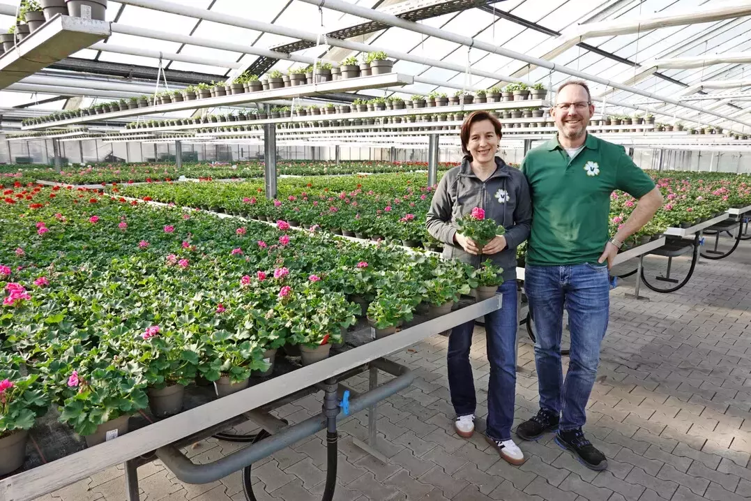 Die Gärtnerei Venneker: Pelargonien als Schlüssel zum Erfolg im Handel