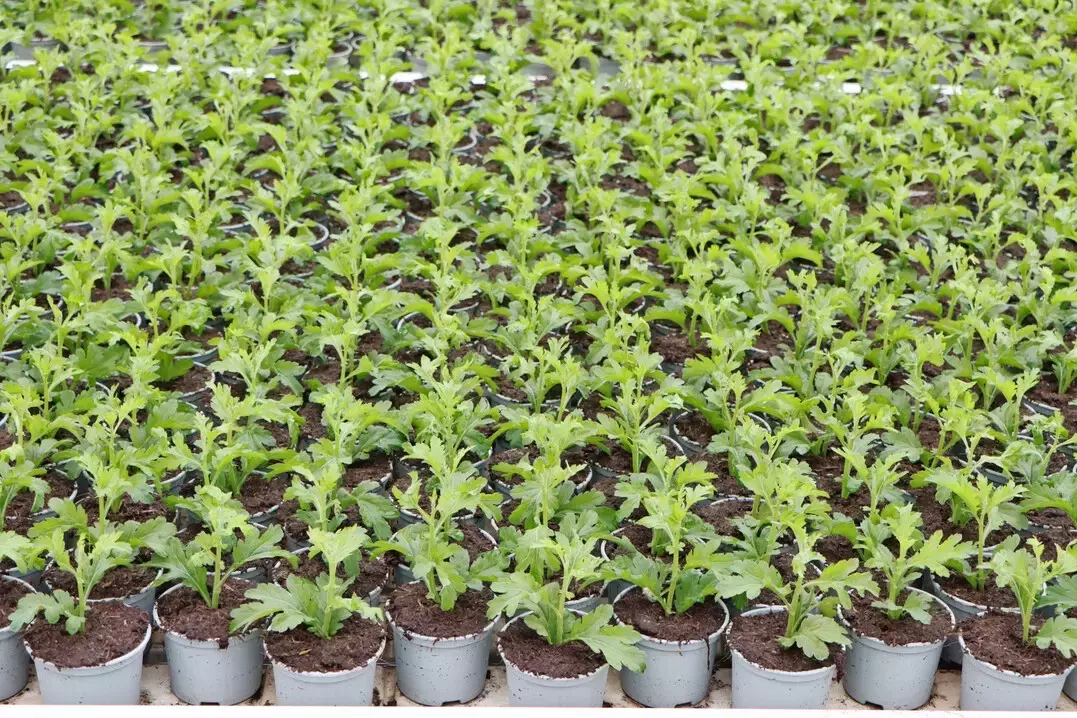 Praxisnahe Umsetzung der Torfreduktion im Gartenbau