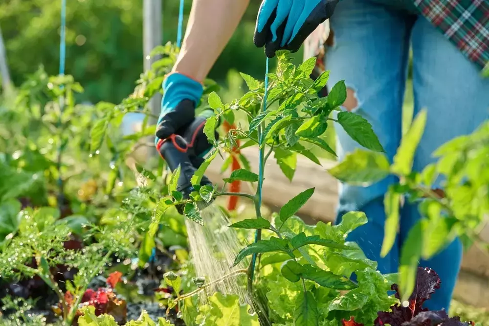 Tomatenpflege: Geiztriebe entfernen, auch wenn es spät ist