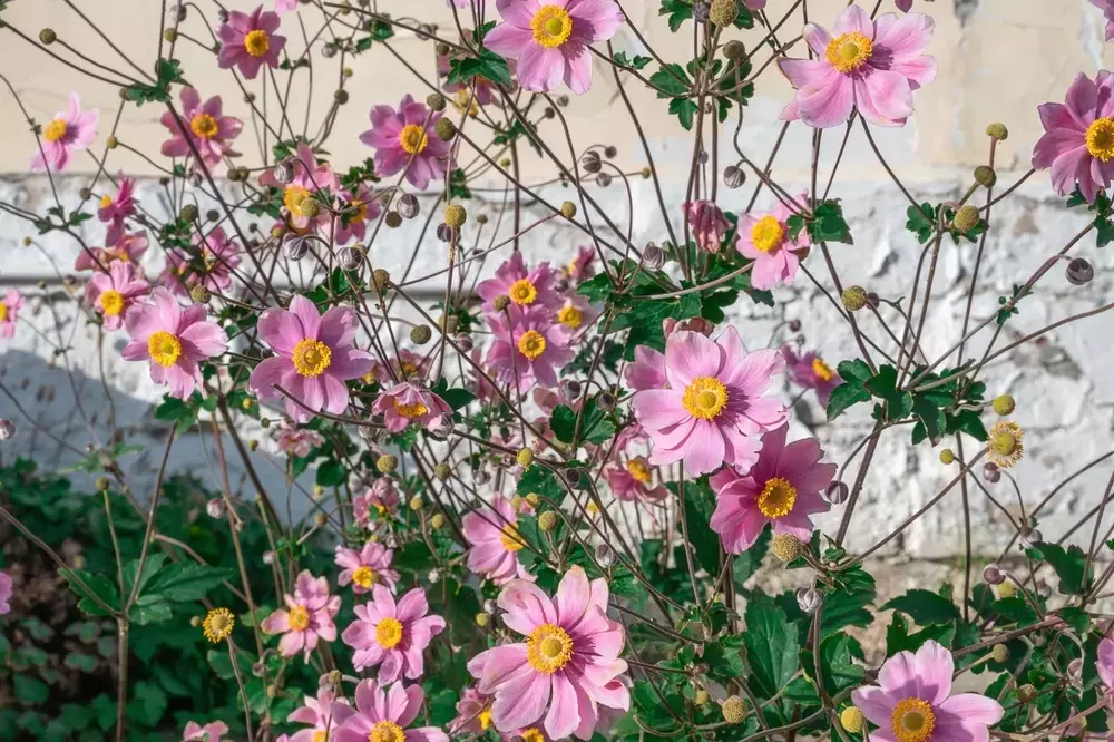 Herbst-Anemonen vermehren: Effektive Methoden und typische Fehler