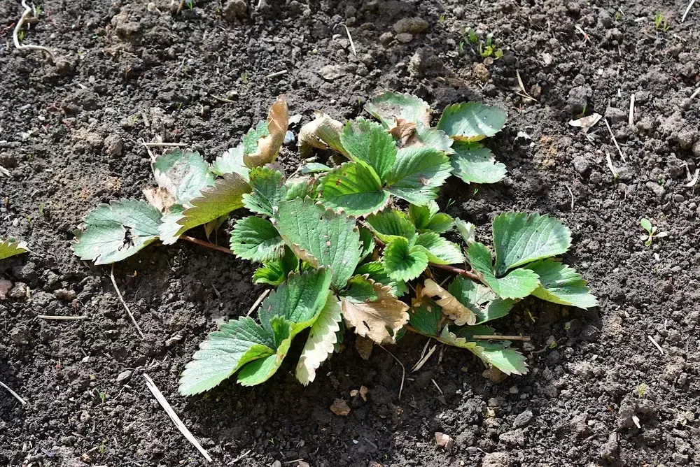 Erdbeerableger richtig überwintern: Schutz vor Kälte und Feuchtigkeit