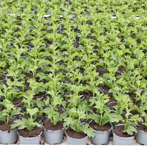 Praxisnahe Umsetzung der Torfreduktion im Gartenbau