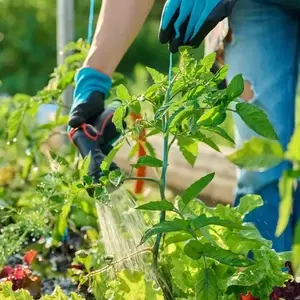 Tomatenpflege: Geiztriebe entfernen, auch wenn es spät ist