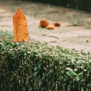 Hecke pflanzen im Herbst: Erfolgreicher Start vor dem Winter für eine prächtige Gartenhecke