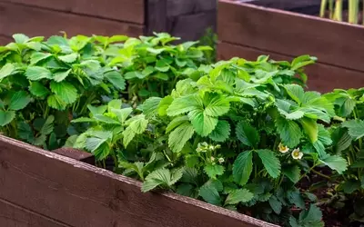 Erdbeerkultivierung im Hochbeet: Süße Früchte auf engem Raum ernten