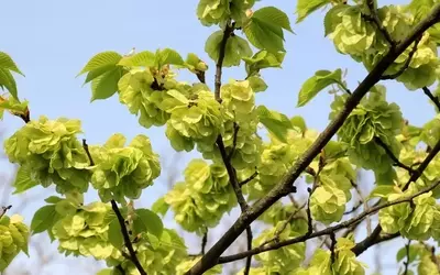 Goldulmen pflegen: Schnitttechniken für einen prächtigen Baum