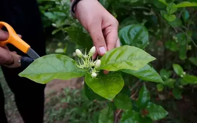 Winterjasmin: Schnitttechniken für eine üppige Blüte