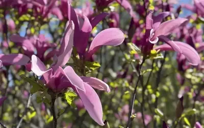 Geheimnisse der Magnolienblüte: Ursachen und L￶sungen für ausbleibende Pracht