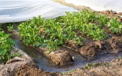 Bewässerung durch Furchen: Effizienz und Tradition im Gartenbau