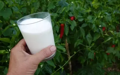 Milch als natürliches Mittel gegen Blattläuse: Eine wirksame Strategie für den Garten?