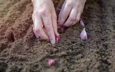 Knoblauch pflanzen: Eine umfassende Anleitung für den Heimgarten