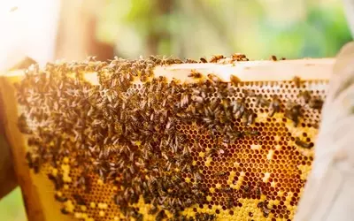 Das Bienenvolk im eigenen Garten: Ein Gewinn für Natur und Hobby