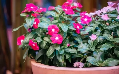 Die Wunderblume im Topf: So gelingt eine üppige Blütenpracht