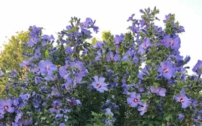 Optimale Pflege: Wann und wie Sie Ihren Hibiskus schneiden sollten