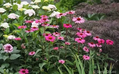 Beeindruckende Gartenstauden: Majestätische Pflanzen für eine prächtige Gartengestaltung
