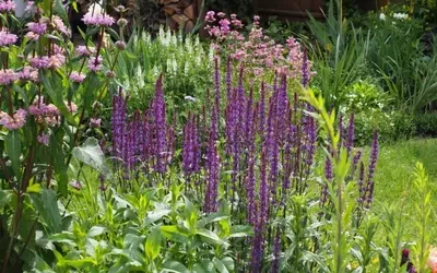 Kreative Staudenarrangements für jeden Gartenbereich