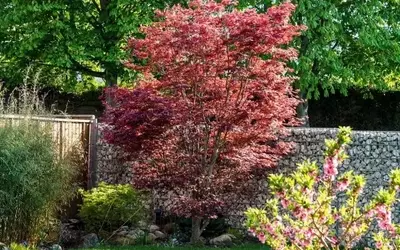 Mini-Bäume für den kompakten Garten: Zehn reizvolle Arten